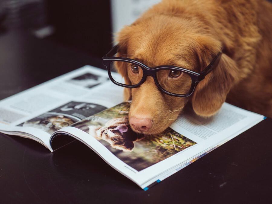 Perro con lentes